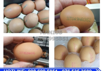 Máy in phun date code trứng gà, trứng vịt, trứng cút